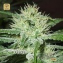 Auto Speed Bud