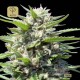 Northern Lights Auto Feminizada · Genehtik