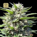 Northern Lights Auto Feminizada