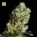 Amnesia Bilbo Auto