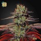 King´s Kush Auto · Green House