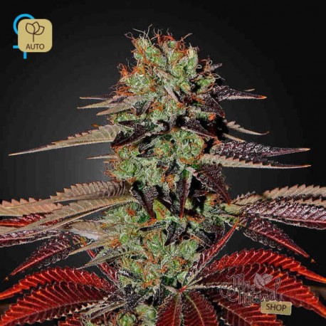 King´s Kush Auto · Green House