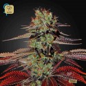 King´s Kush Auto