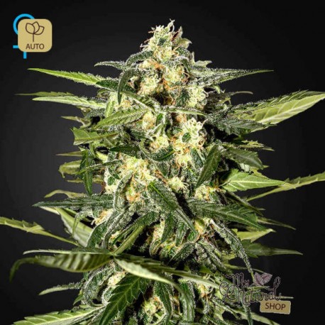 Jack Herer Auto · Green House