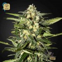 Jack Herer Auto
