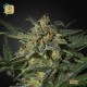 White Widow Auto · Green House