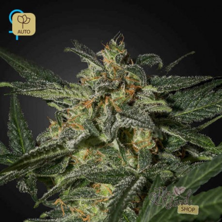 White Widow Auto · Green House