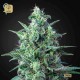 White Widow Auto CBD · Green House