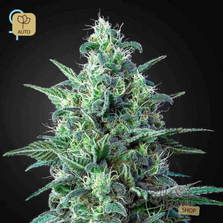 White Widow Auto CBD · Green House