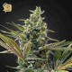 Super Lemon Haze Auto CBD · Green House