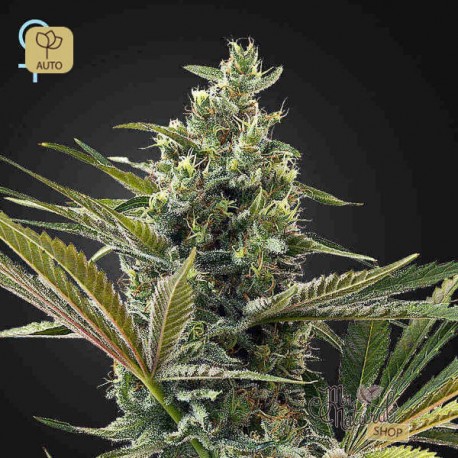Super Lemon Haze Auto CBD · Green House