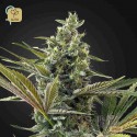 Super Lemon Haze Auto CBD
