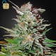 Super Lemon Haze Auto · Green House
