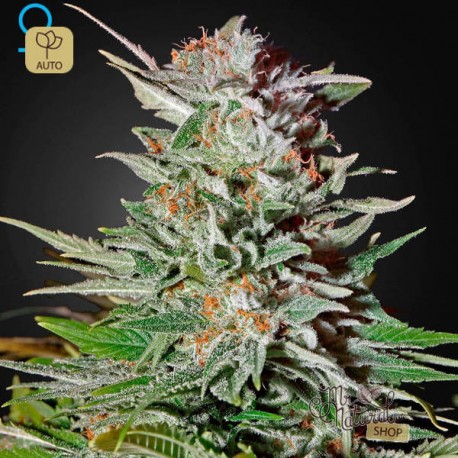 Super Lemon Haze Auto · Green House