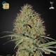 Super Bud Auto · Green House