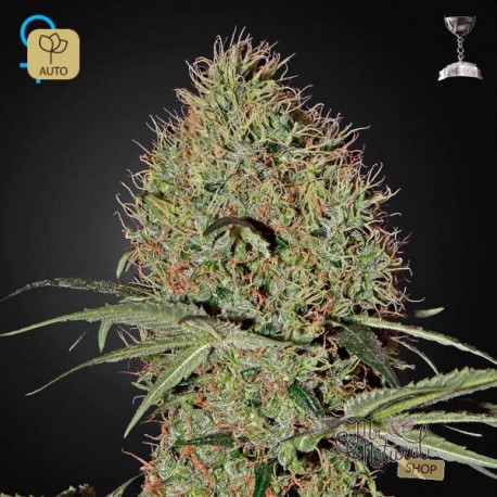 Super Bud Auto · Green House