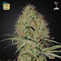 Super Bud Auto