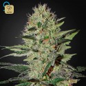 Exodus Cheese Auto