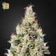 Exodus Cheese Auto CBD · Green House Seeds
