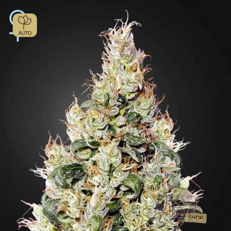Exodus Cheese Auto CBD · Green House Seeds