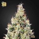 Exodus Cheese Auto CBD