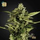 Auto Bomb · Green House