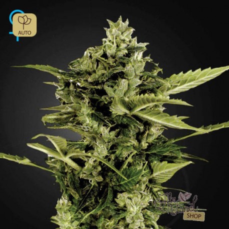 Auto Bomb · Green House
