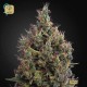 Big Bang Auto · Green House