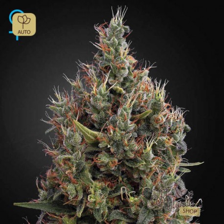 Big Bang Auto · Green House