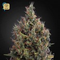 Big Bang Auto