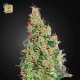 Green-O-Matic Auto · Green House