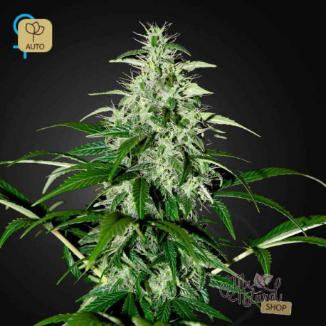 Kalashnikova Auto · Green House