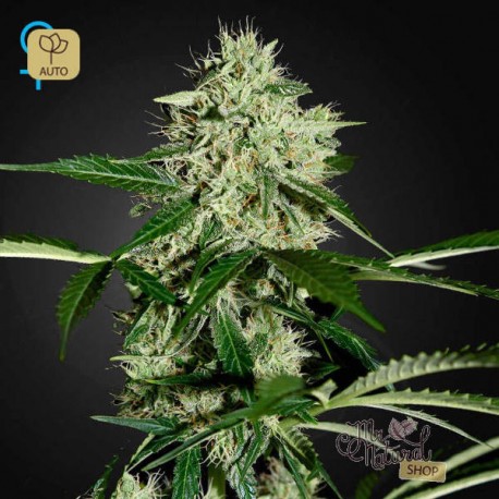 Northern Lights Auto Fem · Green House