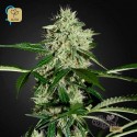 Northern Lights Auto Fem