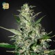Super Critical Auto · Green House