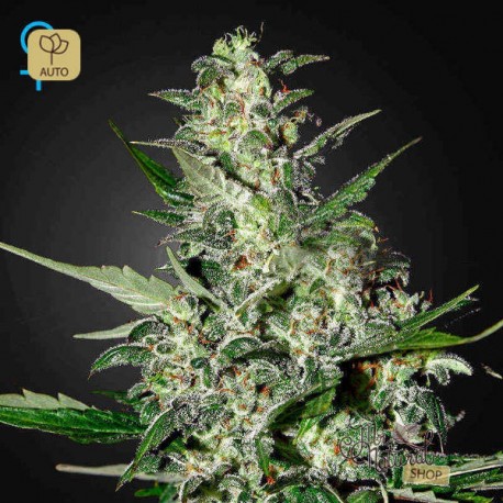 Super Critical Auto · Green House