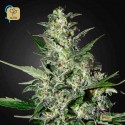 Super Critical Auto