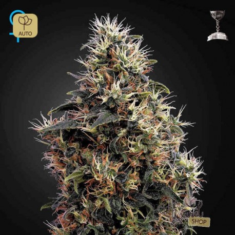 Sweet Mango Auto · Green House