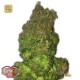 Fruit Punch Auto · Heavyweight Seeds