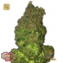 Fruit Punch Auto