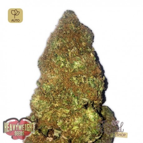 Jackpot Auto · Heavyweight Seeds