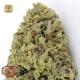 Fast & Vast Auto · Heavyweight Seeds
