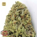 Fast & Vast Auto