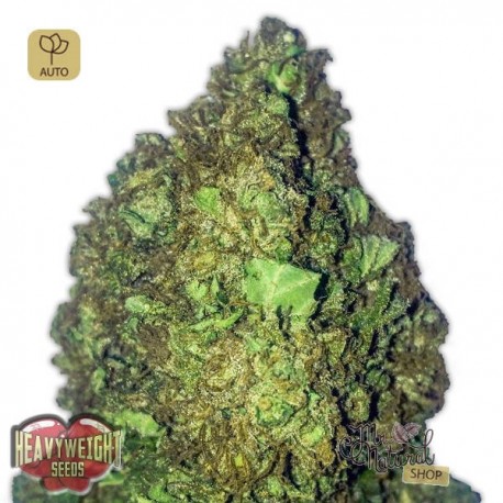 Short & Sweet Auto · Heavyweight Seeds