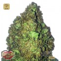 Short & Sweet Auto