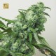 Digweed Regular · House of the Great Gardener