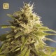 GG 1 Regular · House of the Great Gardener