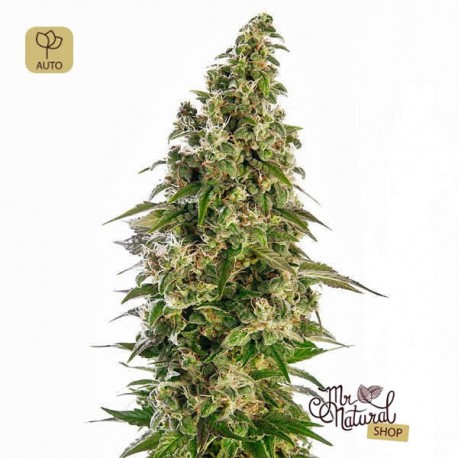 Afghani 1 Auto · Sensi Seeds