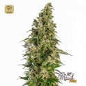 Afghani 1 Auto