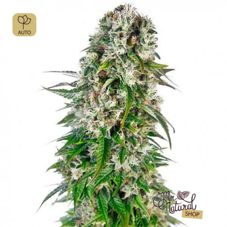 Big Bud Auto · Sensi Seeds
